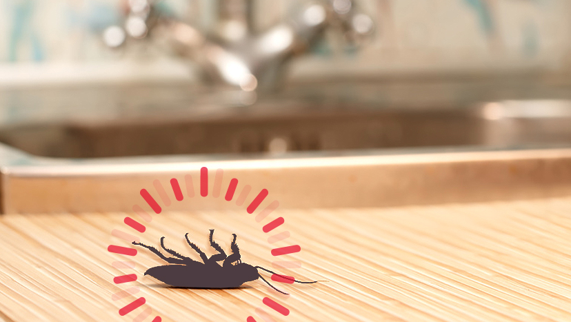 厨房に発生する厄介な虫の効果的な予防法とは？